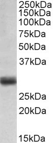 FGF5 antibody (0.1 ug/ml) staining of Human Placenta lysate (35 ug protein in RIPA buffer). Primary incubation was 1 hour. Detected by chemiluminescence.