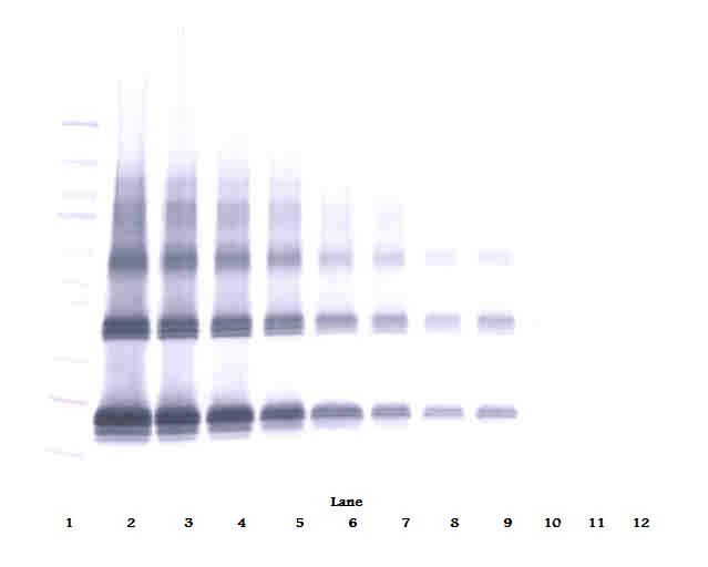 Western Blot (non-reducing) of FGF7 / KGF antibody LS-C104693
