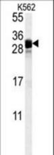 FGF7 Antibody western blot of K562 cell line lysates (35 ug/lane). The FGF7 antibody detected the FGF7 protein (arrow).