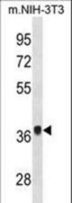 Mouse Fgf8 Antibody western blot of mouse NIH-3T3 cell line lysates (35 ug/lane). The Mouse Fgf8 antibody detected the Mouse Fgf8 protein (arrow).