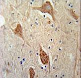 FGFBP3 Antibody immunohistochemistry of formalin-fixed and paraffin-embedded human brain tissue followed by peroxidase-conjugated secondary antibody and DAB staining.