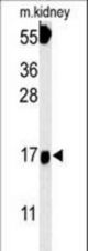FGFBP3 Antibody western blot of mouse kidney tissue lysates (15 ug/lane). The FGFBP3 antibody detected FGFBP3 protein (arrow).