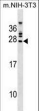 FGFR1OP2 Antibody western blot of mouse NIH-3T3 cell line lysates (35 ug/lane). The FGFR1OP2 antibody detected the FGFR1OP2 protein (arrow).
