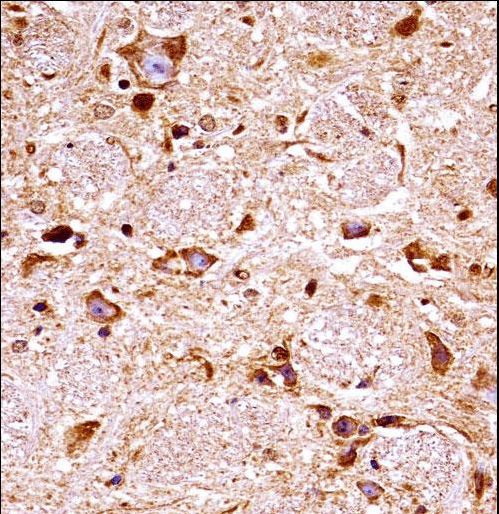 Mouse Fgfr3 Antibody immunohistochemistry of formalin-fixed and paraffin-embedded mouse brain tissue followed by peroxidase-conjugated secondary antibody and DAB staining.