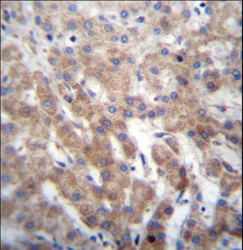 FGFRL1 Antibody immunohistochemistry of formalin-fixed and paraffin-embedded human liver tissue followed by peroxidase-conjugated secondary antibody and DAB staining.