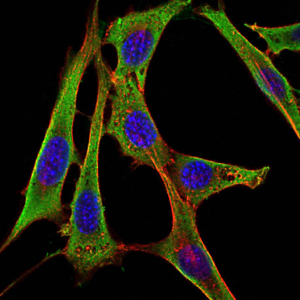 Immunofluorescence of NIH/3T3 cells using FGG mouse monoclonal antibody (green). Blue: DRAQ5 fluorescent DNA dye. Red: Actin filaments have been labeled with Alexa Fluor-555 phalloidin.