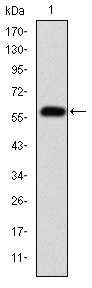 Western blot using FGG monoclonal antibody against human FGG (AA: 210-437) recombinant protein. (Expected MW is 51.5 kDa)