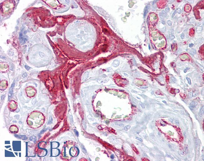 Anti-FGG / Fibrinogen Gamma Chain antibody IHC of human placenta. Immunohistochemistry of formalin-fixed, paraffin-embedded tissue after heat-induced antigen retrieval. Antibody LS-B6833 concentration 5 ug/ml.