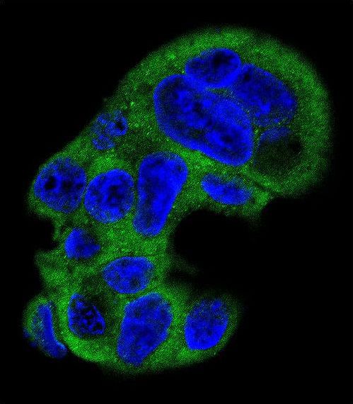 Confocal immunofluorescent of FGG Antibody with HepG2 cell followed by Alexa Fluor 488-conjugated goat anti-rabbit lgG (green). DAPI was used to stain the cell nuclear (blue).