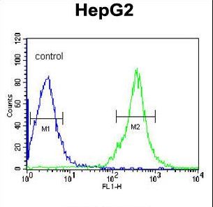 FGG Antibody flow cytometry of HepG2 cells (right histogram) compared to a negative control cell (left histogram). FITC-conjugated goat-anti-rabbit secondary antibodies were used for the analysis.