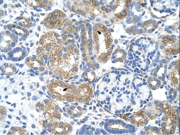 COBLL1 antibody LS-C80505 was used in IHC to stain formalin-fixed, paraffin-embedded human kidney.