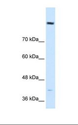 HepG2 cell lysate. Antibody concentration: 0.5 ug/ml. Gel concentration: 8%.