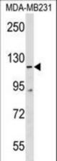 COBLL1 Antibody western blot of MDA-MB231 cell line lysates (35 ug/lane). The COBLL1 antibody detected the COBLL1 protein (arrow).
