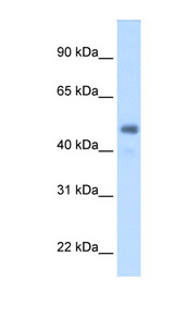 FGG antibody LS-C40469 Western blot of Fetal Liver lysate.