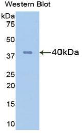 Western blot of recombinant FGL1 / Hepassocin.