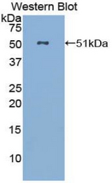 Western blot of recombinant FGL2.