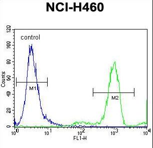 FGL2 Antibody flow cytometry of NCI-H460 cells (right histogram) compared to a negative control cell (left histogram). FITC-conjugated goat-anti-rabbit secondary antibodies were used for the analysis.
