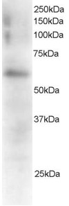 Antibody staining (0.5 ug/ml) of Mouse Spleen extracts (RIPA buffer, 35 ug total protein per lane). Primary incubated for 1 hour. Detected by Western blot of chemiluminescence.