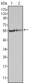 Western blot using FGR mouse monoclonal antibody against HL60 (1) Raw264.7 (2) cell lysate.