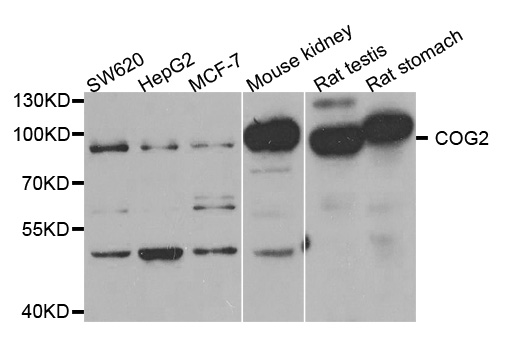 Western blot analysis of extracts of various cell lines, using COG2 antibody.