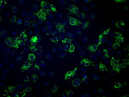Anti-FH mouse monoclonal antibody immunofluorescent staining of COS7 cells transiently transfected by pCMV6-ENTRY FH.