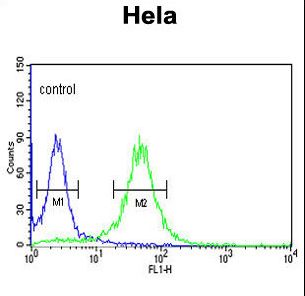 COG2 Antibody flow cytometry of HeLa cells (right histogram) compared to a negative control cell (left histogram). FITC-conjugated goat-anti-rabbit secondary antibodies were used for the analysis.