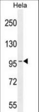 COG3 Antibody western blot of HeLa cell line lysates (35 ug/lane). The COG3 antibody detected the COG3 protein (arrow).