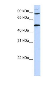 COG4 antibody LS-C102602 Western blot of HeLa lysate.