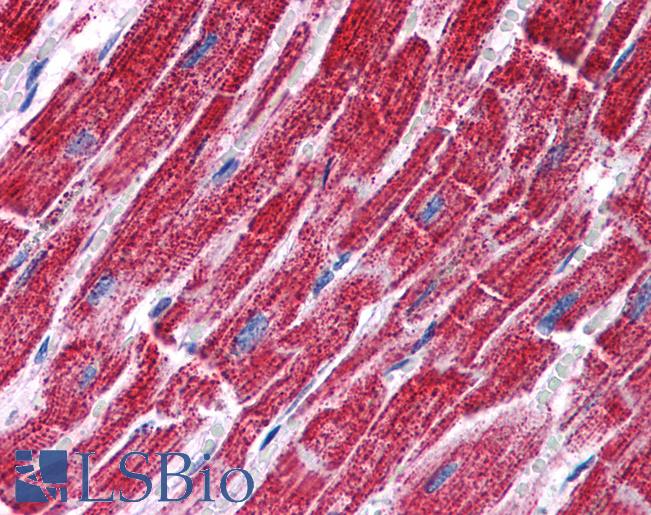 Anti-FH / Fumarase antibody IHC of human heart. Immunohistochemistry of formalin-fixed, paraffin-embedded tissue after heat-induced antigen retrieval. Antibody LS-B4937 concentration 3.75 ug/ml.