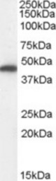 Antibody (0.01 ug/ml) staining of Human Kidney lysate (35 ug protein in RIPA buffer). Primary incubation was 1 hour. Detected by chemiluminescence.