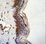 FHAD1 Antibody immunohistochemistry of formalin-fixed and paraffin-embedded human skin tissue followed by peroxidase-conjugated secondary antibody and DAB staining.