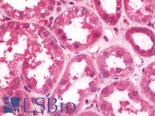 Anti-FHL5 antibody IHC staining of human kidney. Immunohistochemistry of formalin-fixed, paraffin-embedded tissue after heat-induced antigen retrieval. Antibody LS-B10831 concentration 7.5 ug/ml.