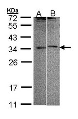 Sample (30 ug of whole cell lysate). A:293T, B: Raji. 12 % SDS PAGE. FHL5 antibody diluted at 1:1000