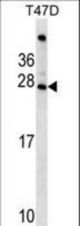 FIGLA Antibody western blot of T47D cell line lysates (35 ug/lane). The FIGLA antibody detected the FIGLA protein (arrow).