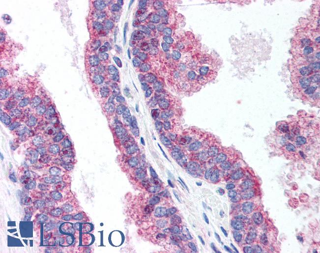 Anti-FIS1 antibody IHC staining of human prostate. Immunohistochemistry of formalin-fixed, paraffin-embedded tissue after heat-induced antigen retrieval. Antibody LS-B627 dilution 1:500.