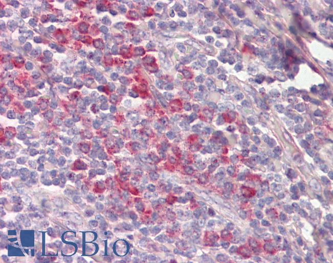 Anti-FIS1 antibody IHC staining of human tonsil. Immunohistochemistry of formalin-fixed, paraffin-embedded tissue after heat-induced antigen retrieval.