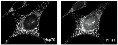 Localization of endogenous human Fis1 in HeLa cells. Method: Double staining with mtHSP70, mAb (JG1) [left] and using anti-Fis1, pAb [right] on methanol fixed cells reveals mitochondrial localization.