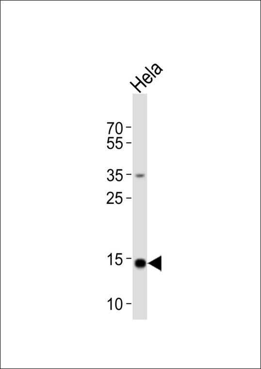 Western blot of lysate from HeLa cell line with FIS1 Antibody. Antibody was diluted at 1:1000. A goat anti-rabbit IgG H&L (HRP) at 1:10000 dilution was used as the secondary antibody. Lysate at 20 ug.