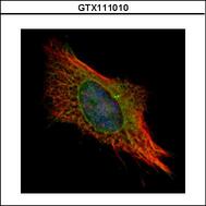 Confocal immunofluorescence analysis (Olympus FV10i) of methanol-fixed HeLa using TTC11 antibody (Green) at 1:1000 dilution. Alpha-tubulin filaments were labeled with alpha-tubulin antibody (Red) at 1:2000.