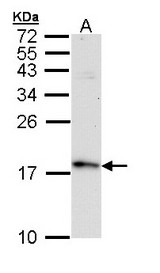 Sample (30 ug of whole cell lysate). A: Raji. 15% SDS PAGE. FIS1 antibody diluted at 1:10000.