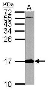 Sample (50 ug of whole cell lysate). A: mouse brain. 15% SDS PAGE. FIS1 antibody diluted at 1:5000.