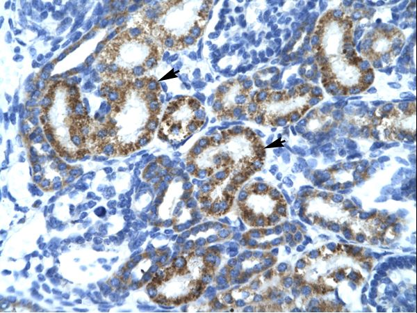 FIZ1 antibody LS-C31182 was used in IHC to stain formalin-fixed, paraffin-embedded human kidney.
