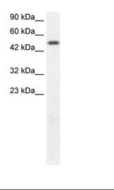 Fetal Kidney Lysate