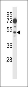 FIZ1 Antibody western blot of 293 cell line lysates (35 ug/lane). The FIZ1 antibody detected the FIZ1 protein (arrow).