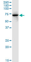 FKBP10 monoclonal antibody (M13), clone 2D4. Western blot of FKBP10 expression in HepG2.
