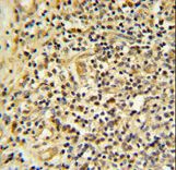 FKBP11 Antibody IHC of formalin-fixed and paraffin-embedded human tonsil tissue followed by peroxidase-conjugated secondary antibody and DAB staining.