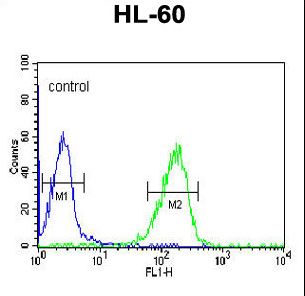 FKBP11 Antibody flow cytometry of HL-60 cells (right histogram) compared to a negative control cell (left histogram). FITC-conjugated goat-anti-rabbit secondary antibodies were used for the analysis.