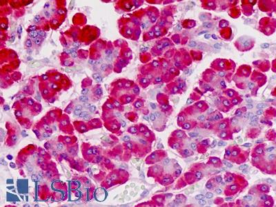 Anti-FKBP11 antibody IHC staining of human pancreas. Immunohistochemistry of formalin-fixed, paraffin-embedded tissue after heat-induced antigen retrieval.