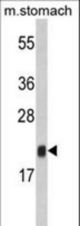 Western blot of FKBP11 Antibody in mouse stomach tissue lysates (35 ug/lane). FKBP11 (arrow) was detected using the purified antibody.