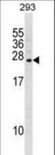 FKBP14 Antibody western blot of 293 cell line lysates (35 ug/lane). The FKBP14 antibody detected the FKBP14 protein (arrow).